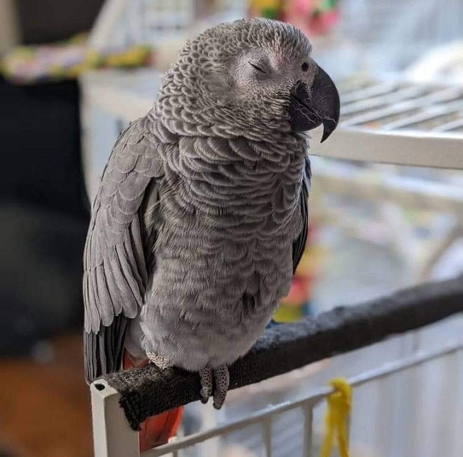 AFRICAN GREY PARROTS AND EGGS Dresden - photo 5