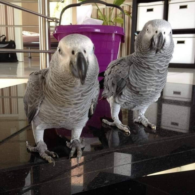 AFRICAN GREY PARROTS AND EGGS Дрезден - изображение 2