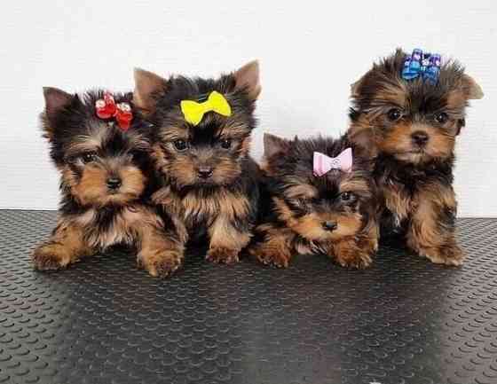 Teacup Yorkie Welpen zur Adoption Саарбрюккен