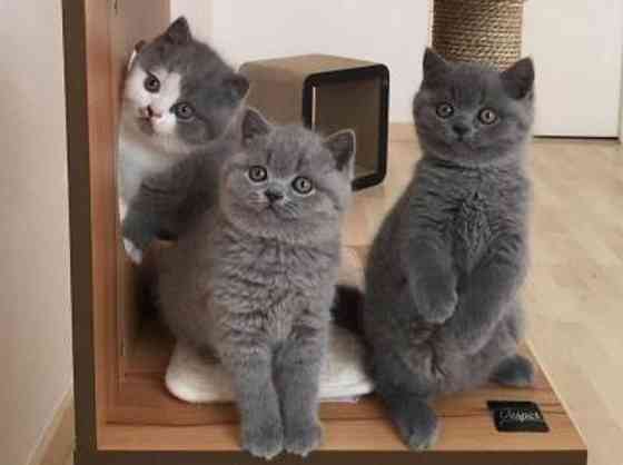 British Shorthair kittens Ганновер