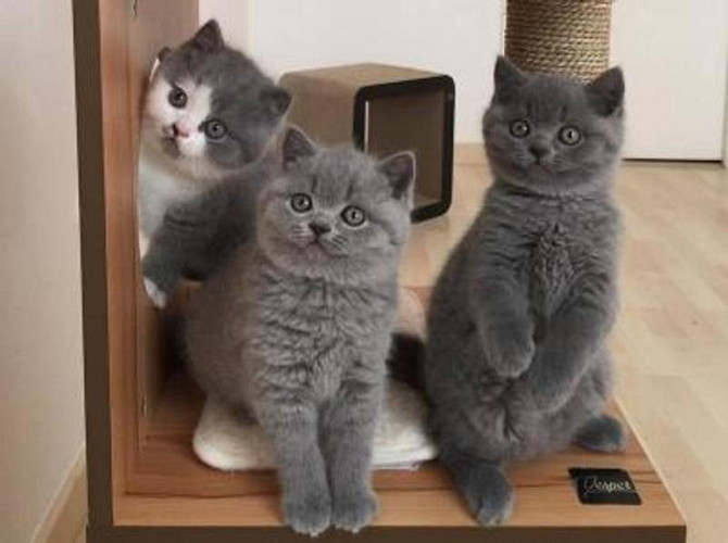 British Shorthair kittens Ганновер - изображение 1