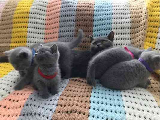 British Shorthair kittens Mainz