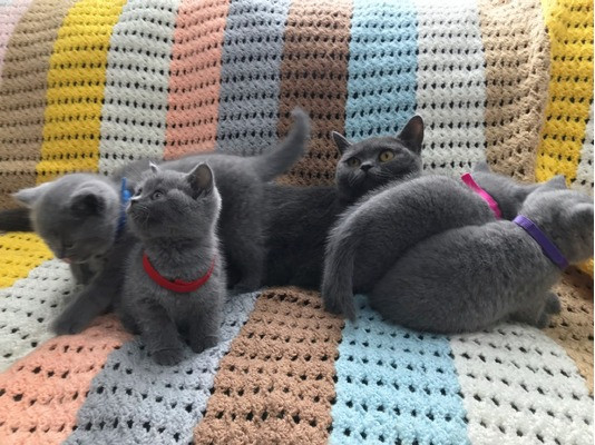 British Shorthair kittens Mainz - photo 2