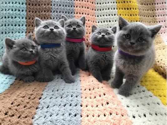 British Shorthair kittens Mainz - изображение 1