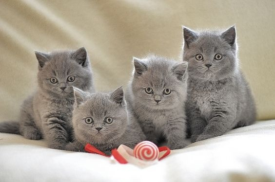 British Shorthair kittens Magdeburg - photo 1