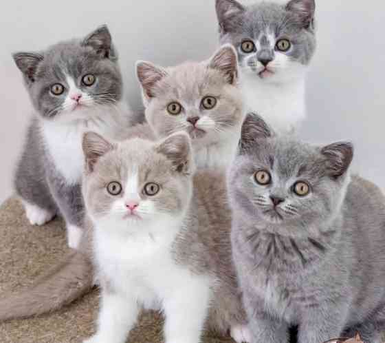 British Shorthair kittens Leipzig