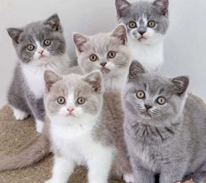 British Shorthair kittens Leipzig - photo 1