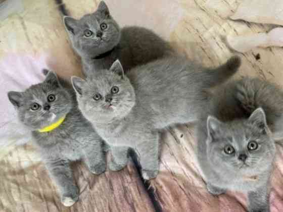 British Shorthair kittens Фирзен