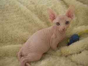 Sphynx kittens Schwerin