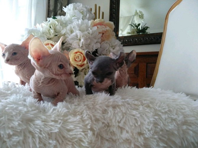 Sphynx kittens München - изображение 1