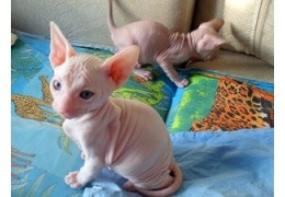 Sphynx kittens Mainz - изображение 1