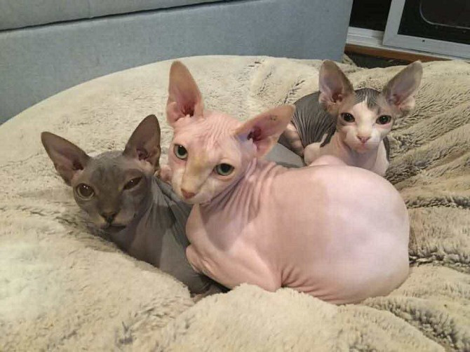 Sphynx kittens Duesseldorf - photo 1