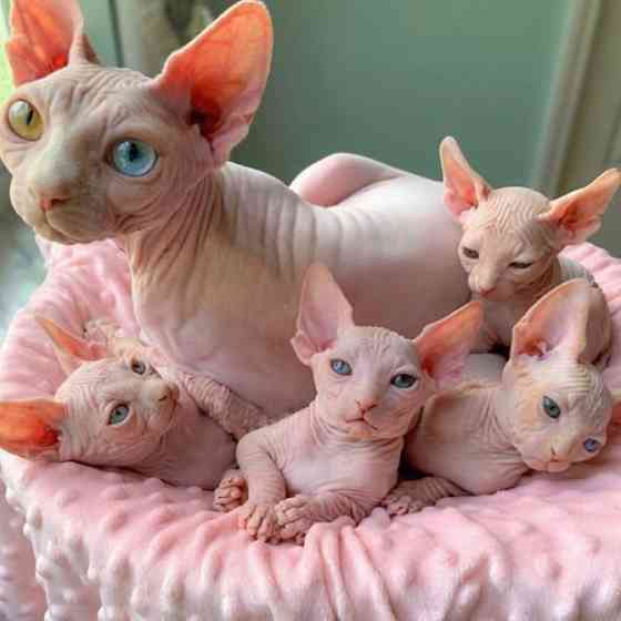 Sphynx kittens Берлін