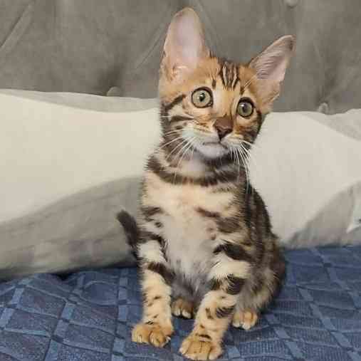 Bengal kittens Erfurt