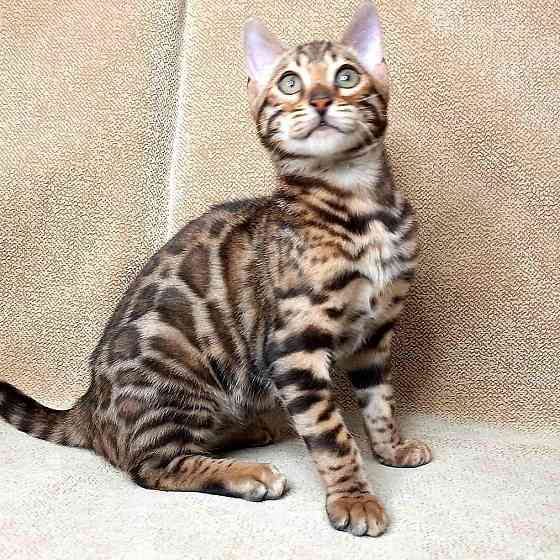 Bengal kittens Erfurt