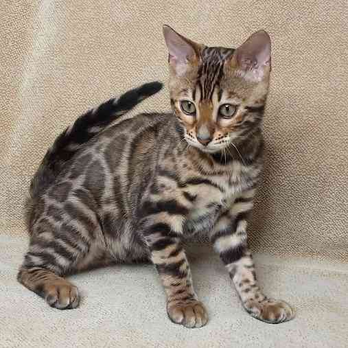 Bengal kittens Erfurt