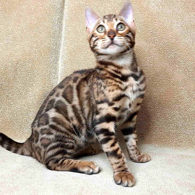 Bengal kittens Эрфурт - изображение 1