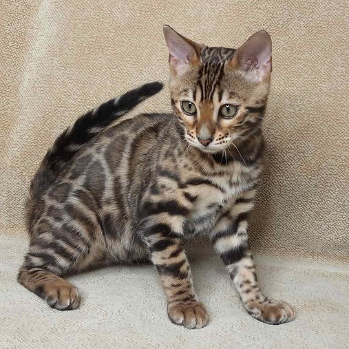 Bengal kittens Erfurt - photo 3