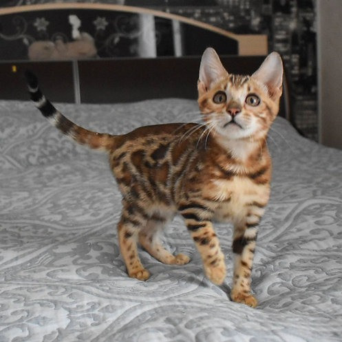 Bengal kittens Бремен - изображение 1