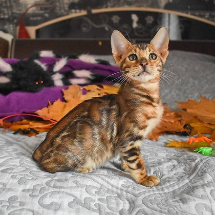 Bengal kittens Бремен - изображение 2