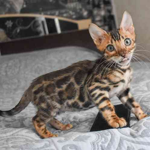 Bengal kittens Ганновер