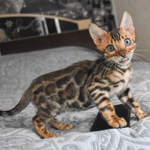 Bengal kittens Hannover - photo 1