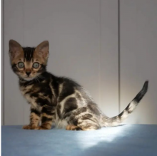 Bengal kittens Mainz - изображение 1