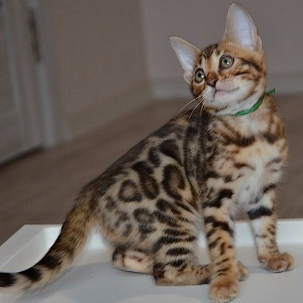 Bengal kittens Magdeburg - изображение 1