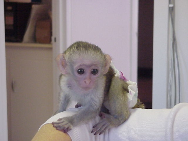 Capuchin monkeys Stuttgart - photo 1