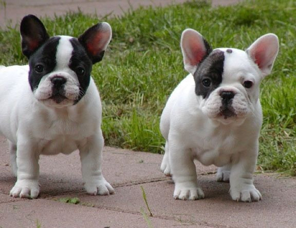 French Bulldog Puppies Вісбаден - изображение 1