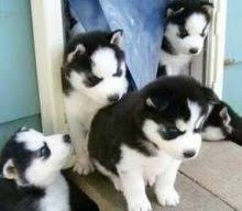 Siberian husky puppies Bremen - photo 1