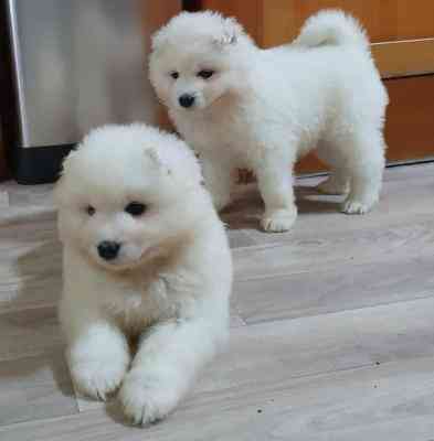 Samoyed Puppies Hamburg