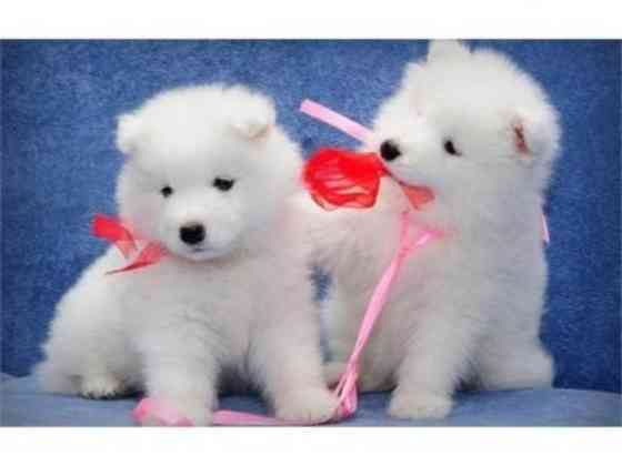 Samoyed Puppies Munich