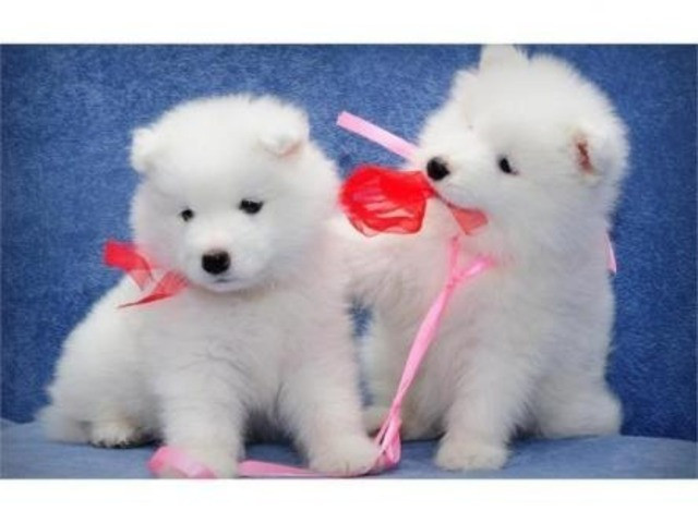 Samoyed Puppies Bremen - photo 1