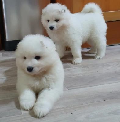 Samoyed Puppies Kaiserslautern - photo 1