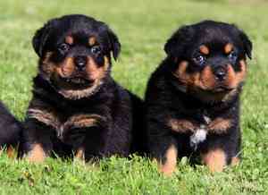 Rottweiler puppies Hamburg