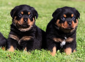 rottweiler puppies Hamburg - photo 1