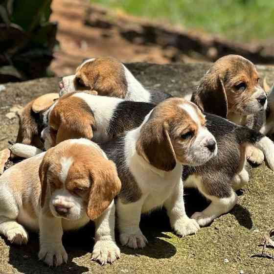 beagle Puppies Гамбург