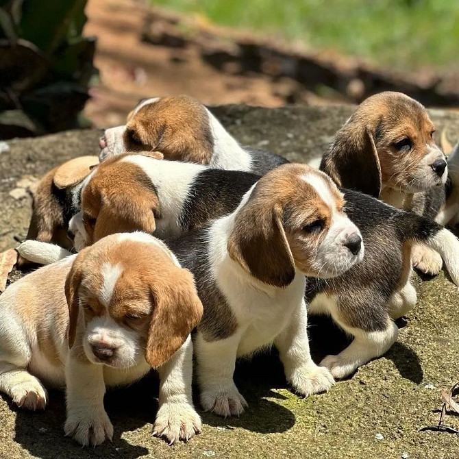 beagle Puppies Гамбург - изображение 1