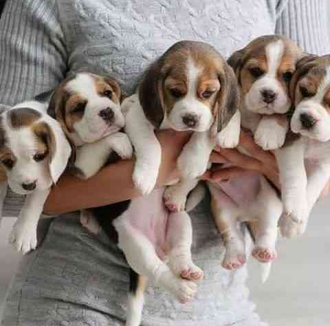 Beagle Puppies Munich