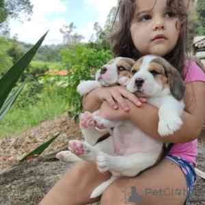 Beagle Puppies Штутгарт