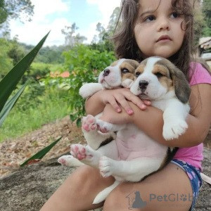 Beagle Puppies Stuttgart - photo 1