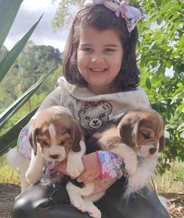 Beagle Puppies Wiesbaden