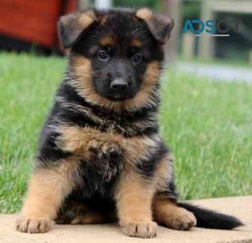 German Shepherd Puppies Munich