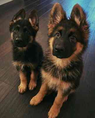 German Shepherd Puppies Берлін