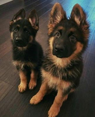 German Shepherd Puppies Берлин - изображение 1