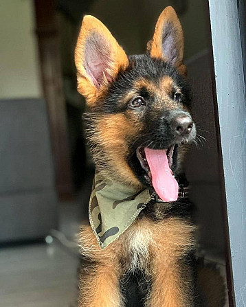 German Shepherd Puppies Бремен - изображение 1