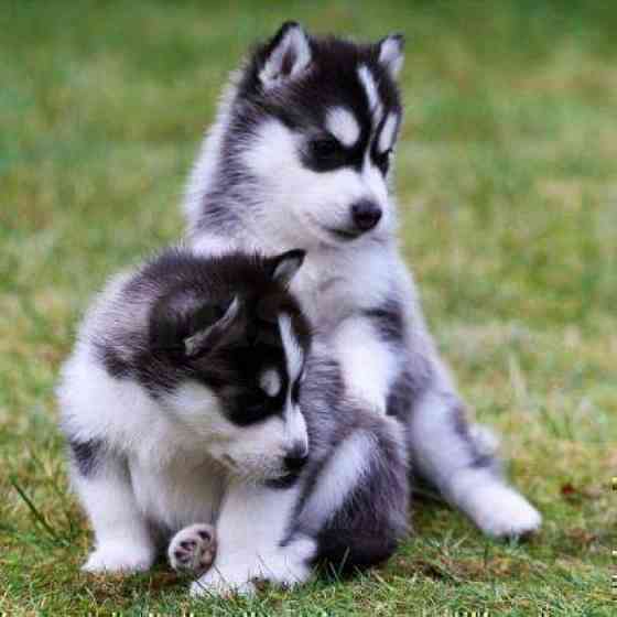 Siberian Husky Welpen AKC Дрезден