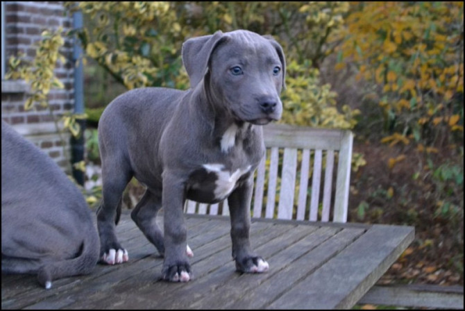 Deutsche Doggenwelpen zur Adoption Wiesbaden - photo 1