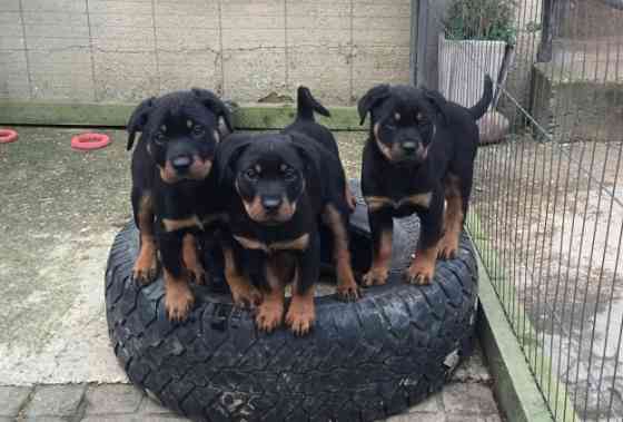 Rottweiler-Welpen verfügbar Magdeburg